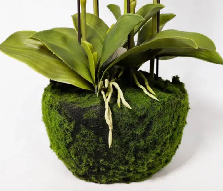 Τεχνητή Ροζ Ορχιδέα 110cm Διακοσμητική για Εσωτερικό Χώρο Τεχνητή Ροζ Ορχιδέα 110cm Διακοσμητική για Εσωτερικό Χώρο