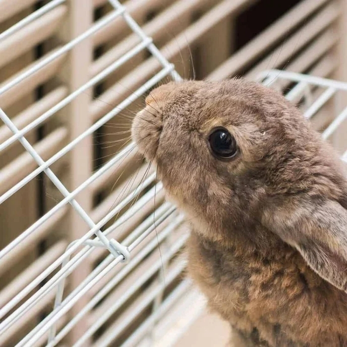 Κλουβί για Κουνέλι με Μεταλλικό Πλέγμα και Πλαστική Βάση 59 x 35,5 x 31,5 cm Κλουβί για Κουνέλι με Μεταλλικό Πλέγμα και Πλαστική Βάση 59 x 35,5 x 31,5 cm