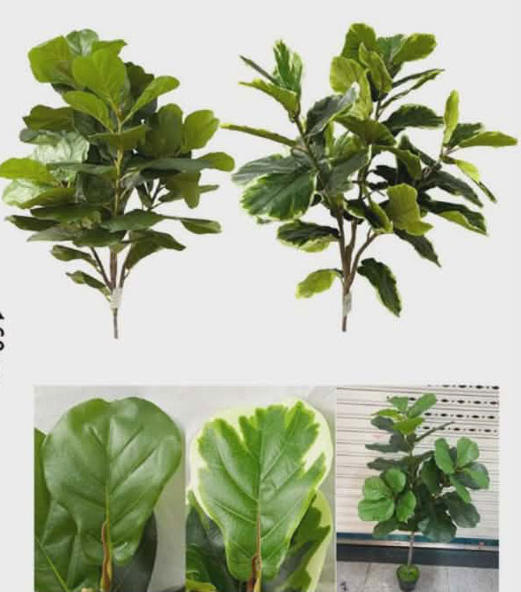 Τεχνητό Διακοσμητικό Φυτό Φίκος Λυράτα 160cm – Ρεαλιστικό Ficus Lyrata Τεχνητό Διακοσμητικό Φυτό Φίκος Λυράτα 160cm – Ρεαλιστικό Ficus Lyrata